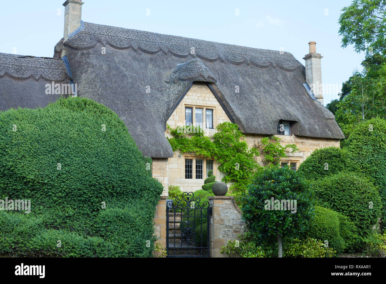 Charming thatched roof English cottage in rural Cotswold countryside, with wisteria on the wall, topiary shrubs and trees in front garden, on a sunny  Stock Photo