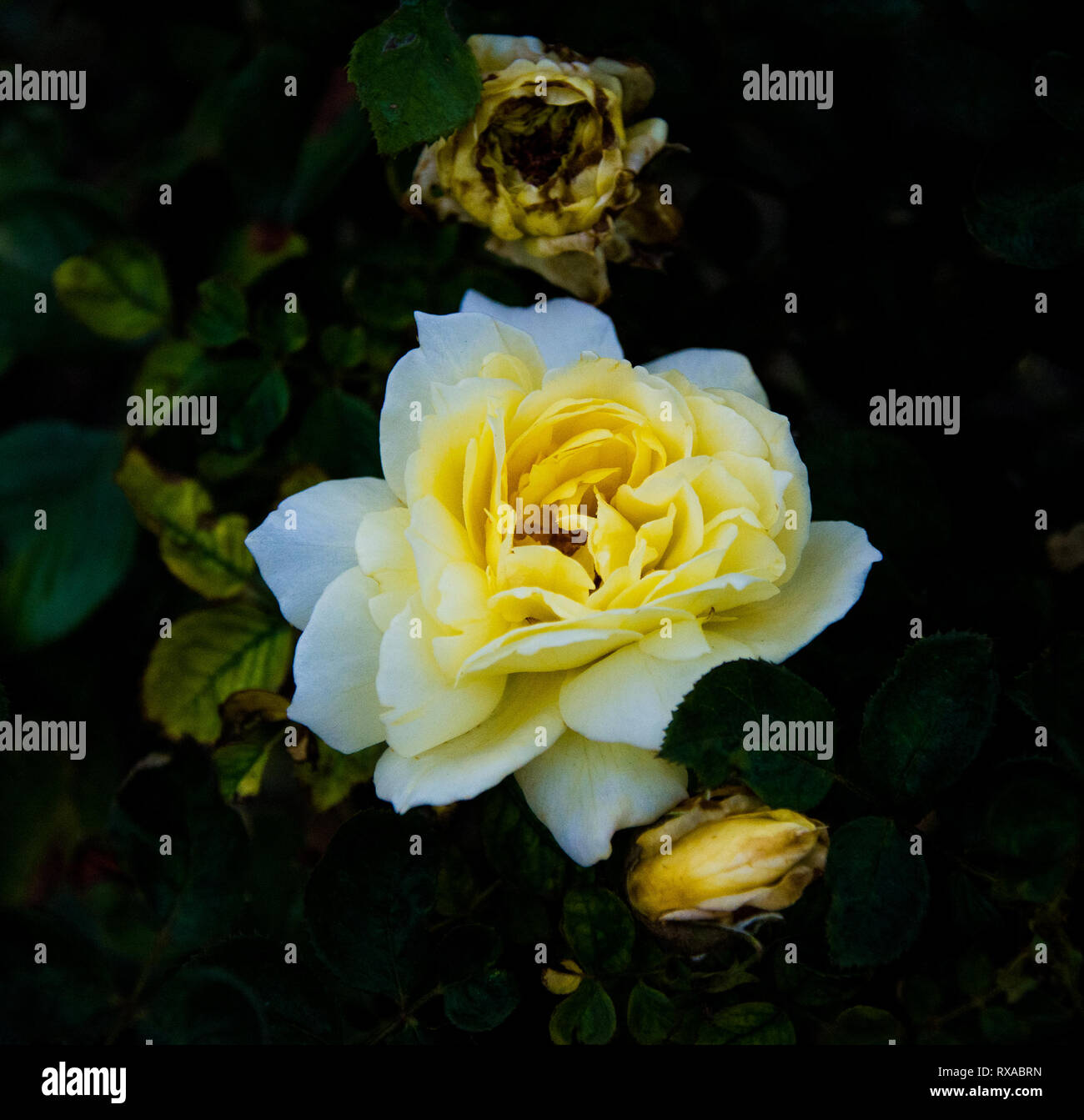 Radiant Yellow Rose Stock Photo