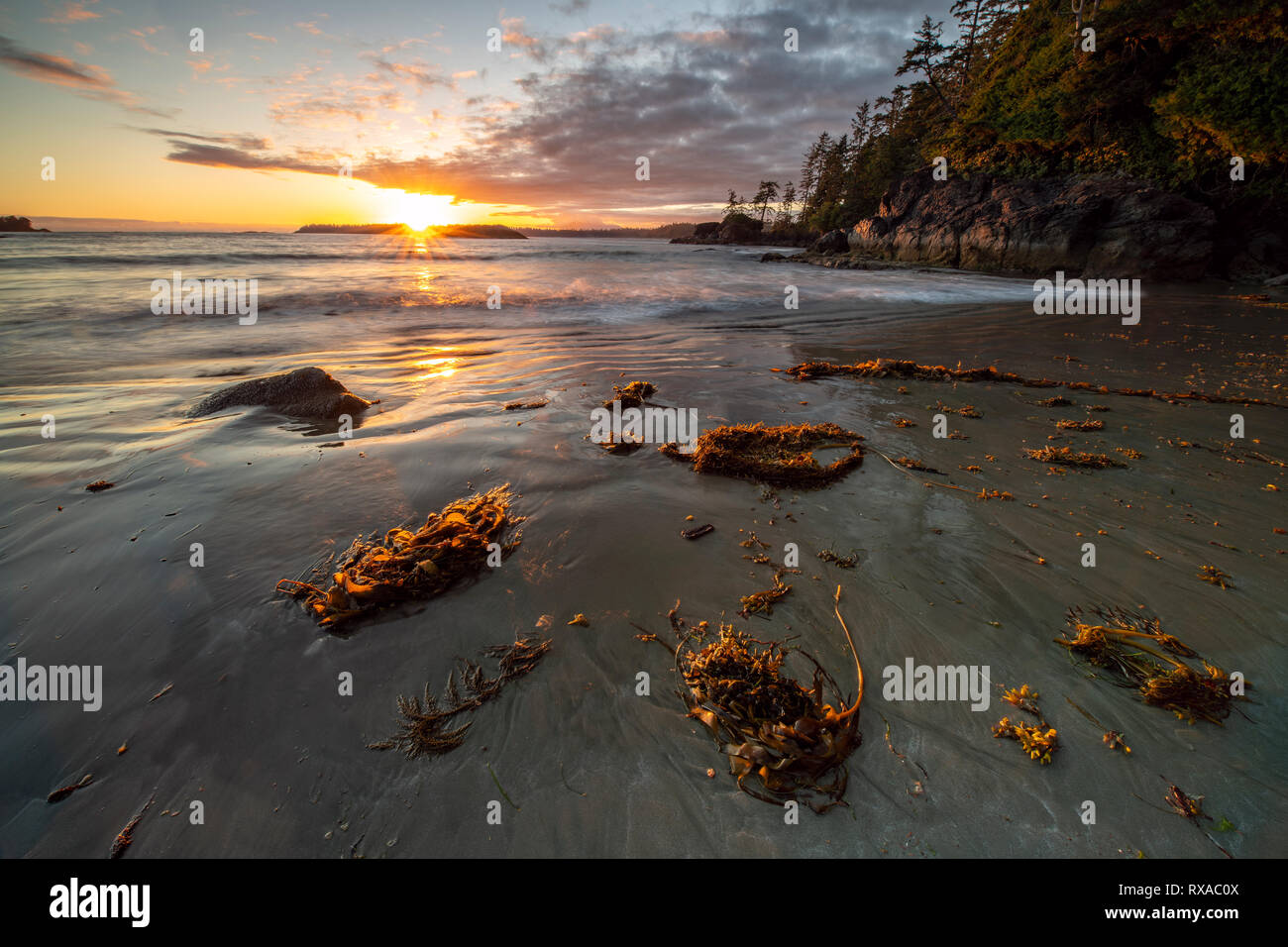 Halfmoon Bay Pacific Rim National Park, Ucluelet, BC Canada Stock Photo Alamy Halfmoon Bay Pacific Rim National Park, Ucluelet, BC Canada Stock Photo Alamy