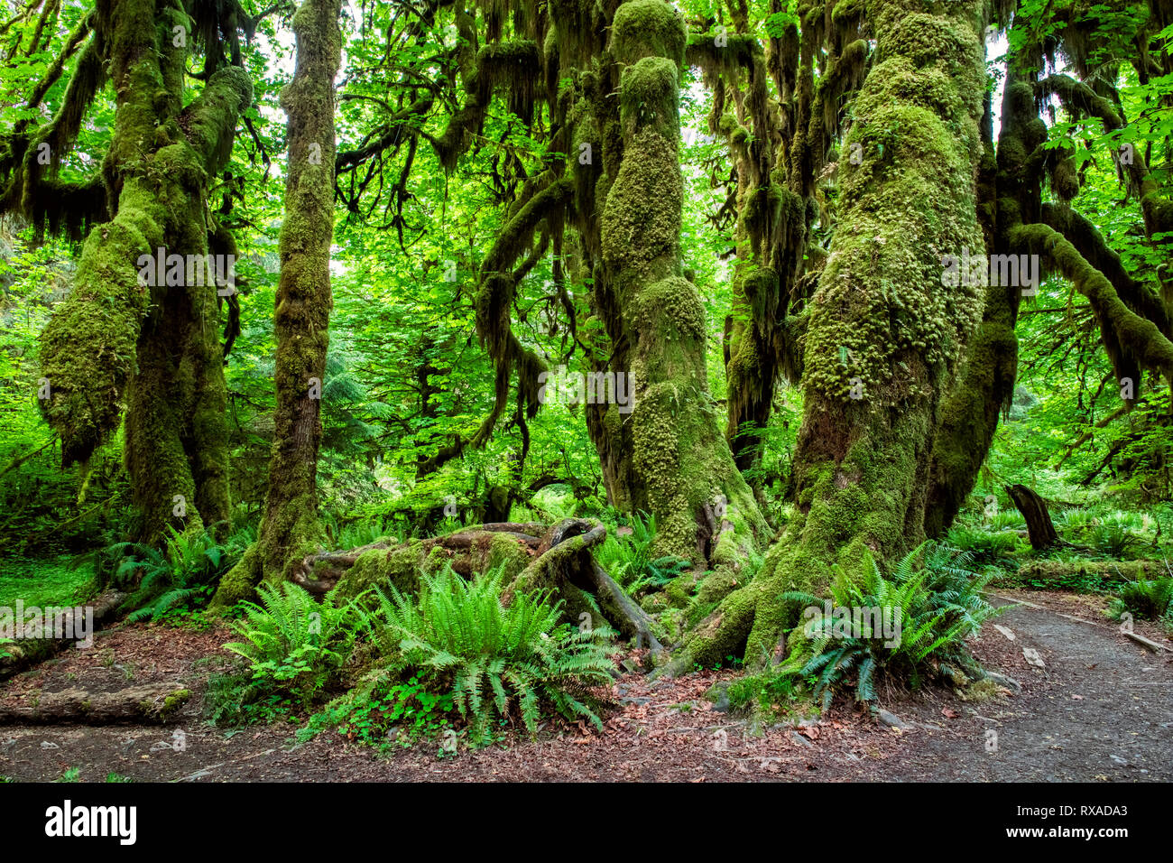 Hall of mosses trail clearance in the hoh rainforest