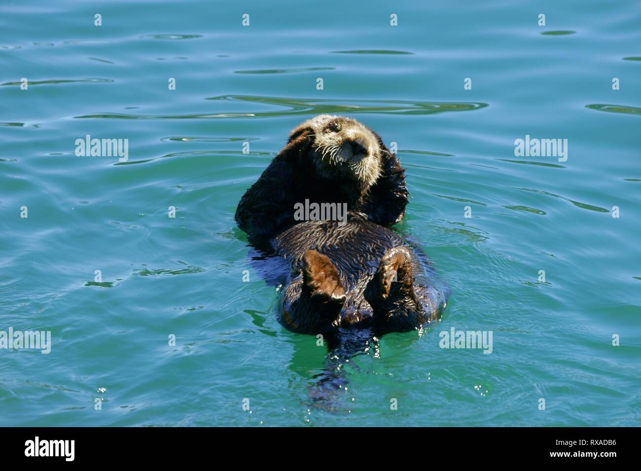 Single northern river otter floating together belly up in a bright blue water Stock Photo