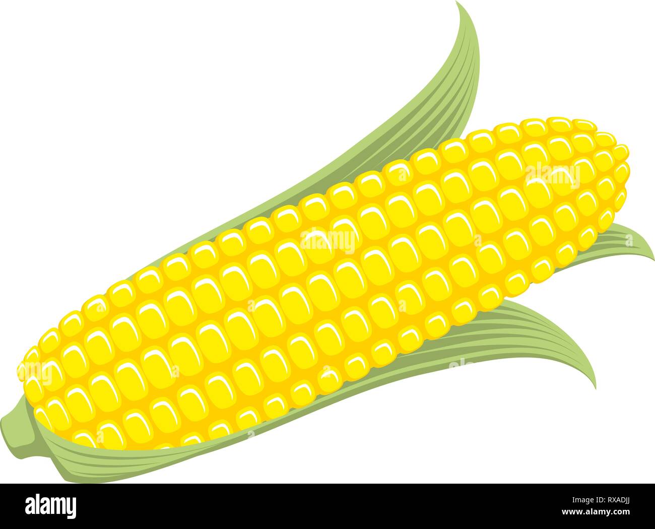 Corn on the Cob Sweetcorn with leaves illustration Stock Vector Image