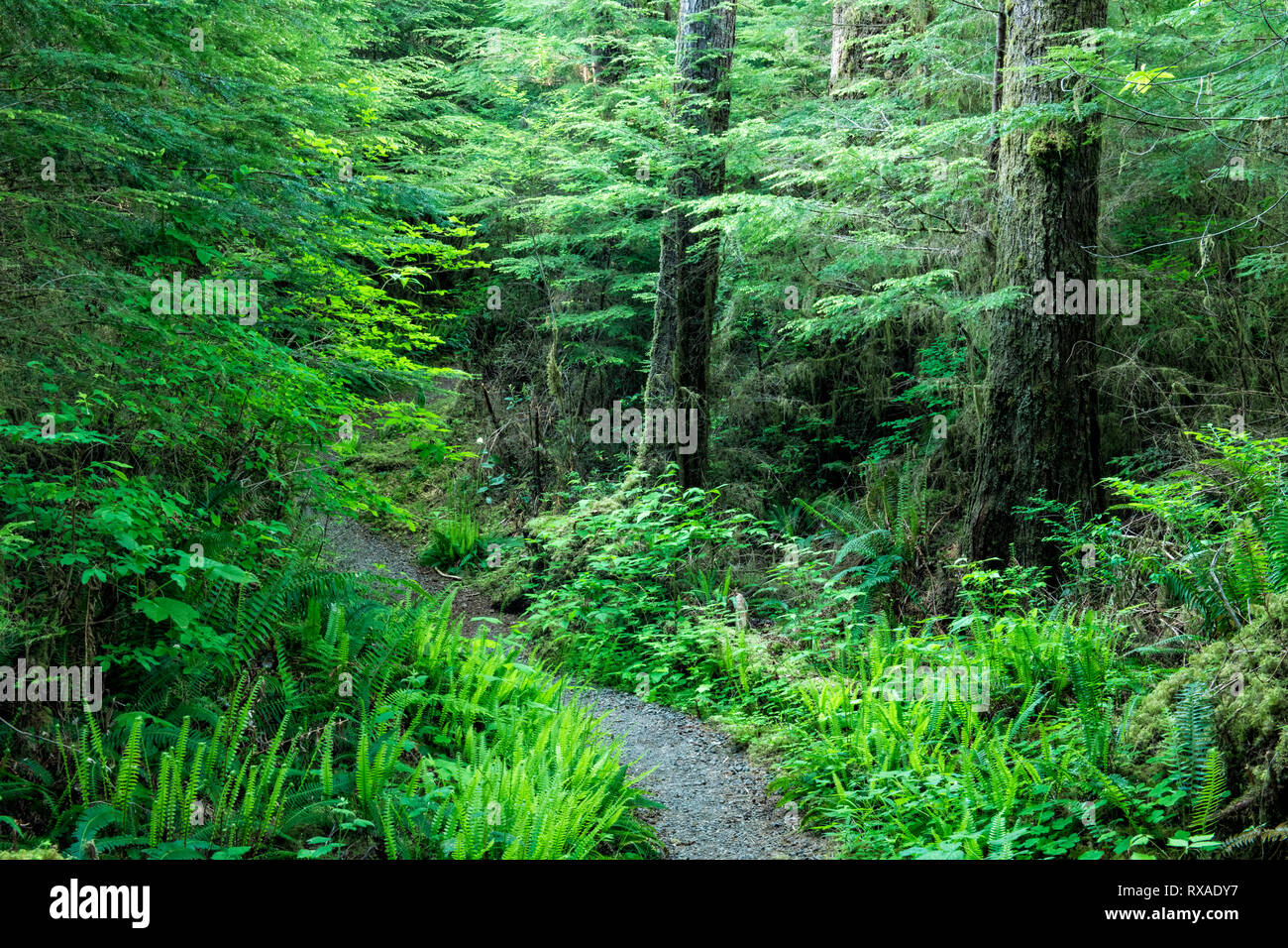 Gatton Creek Falls Trail, Lake Quinault, Olympic National Forest, Washington state, USA Stock Photo