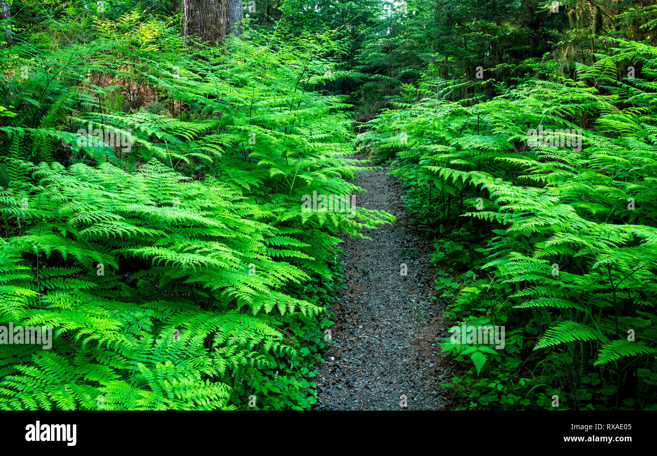Quinault Rainforest Washington Usa Hi res Stock Photography And Images quinault-rainforest-washington-usa-hi-res-stock-photography-and-images