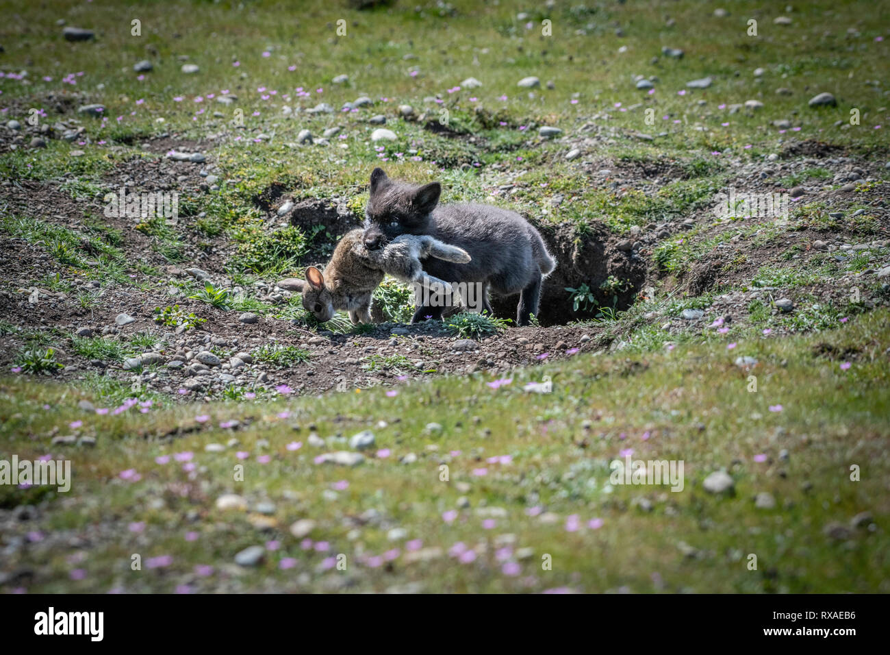 A cross fox kit with it's mothers rabit catch in it's mouth coming out of it's den situated in a meadow full of wildflowers; the cross fox is a partially melanistic colour variant of the red fox (Vulpes vulpes). Stock Photo