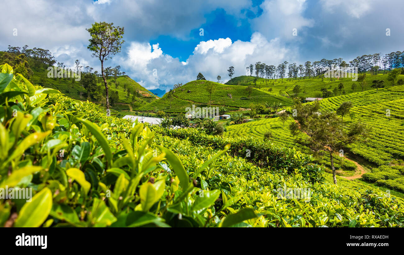 Famous green tea plantation landscape view from Lipton's Seat, Haputale