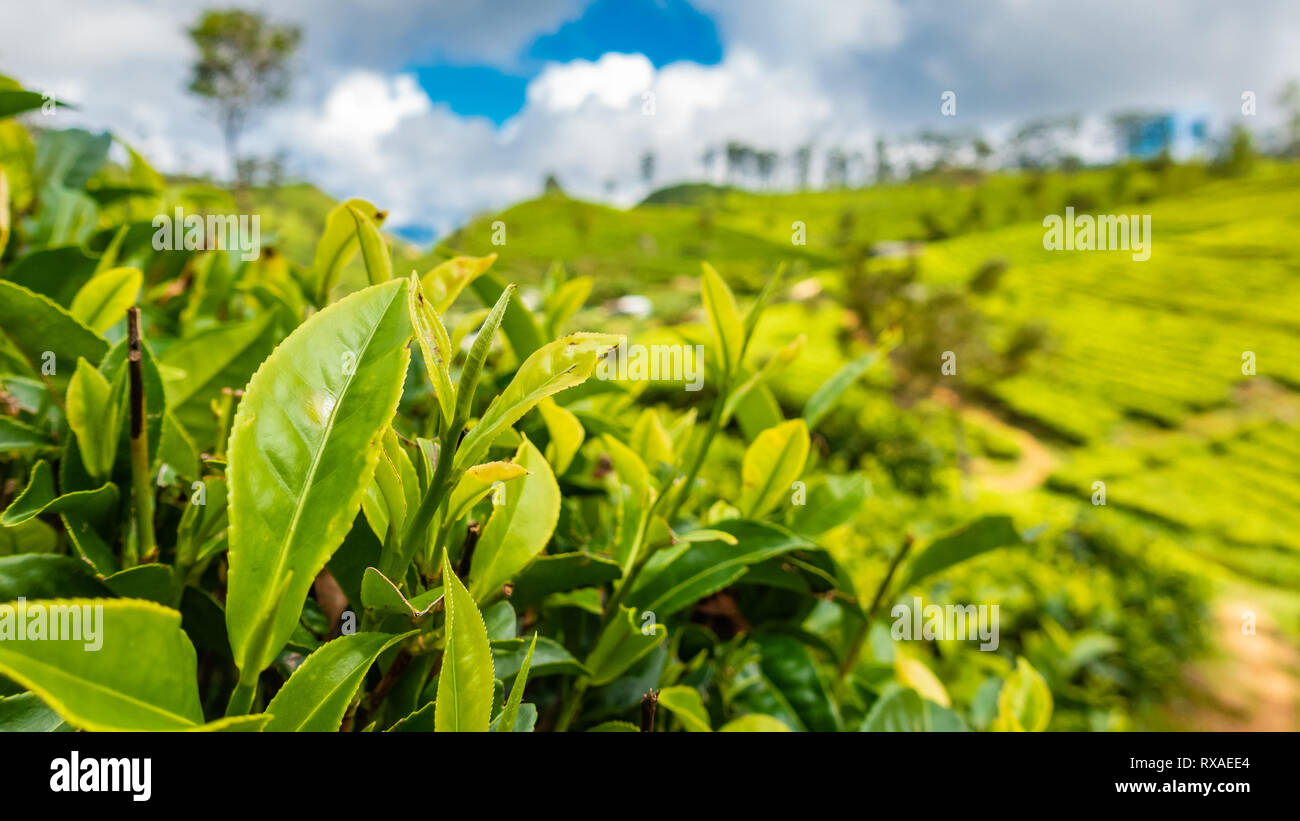 Famous green tea plantation landscape view from Lipton's Seat, Haputale