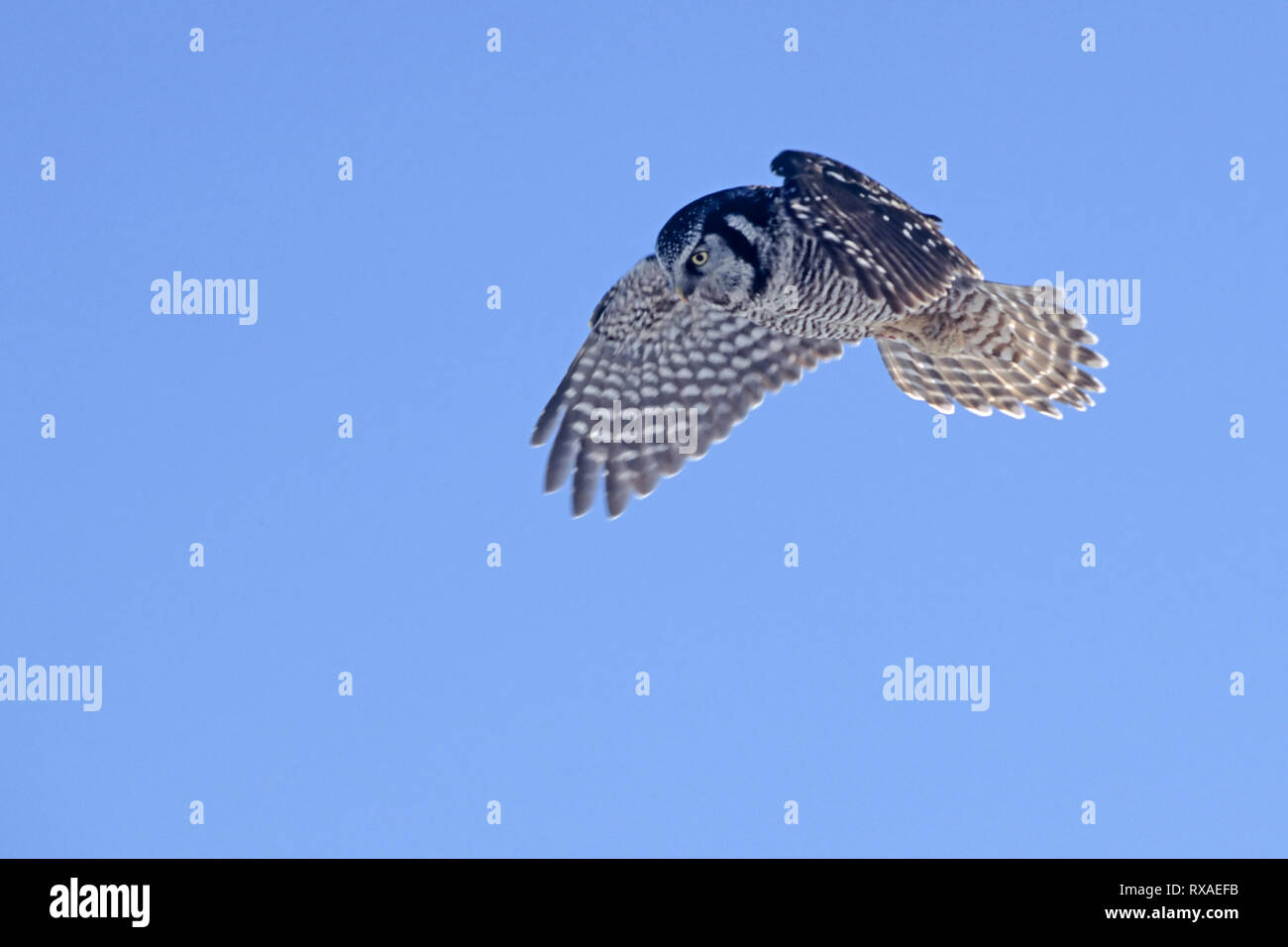 Northern Hawk Owl, Surnia ulula, Saskatchewan, Canada Stock Photo