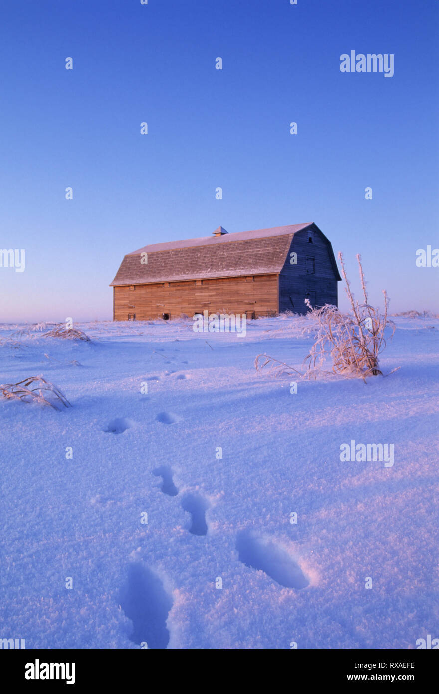 Rabbit tracks in snow lead to barn, early winter morning near Saskatoon, SK Stock Photo
