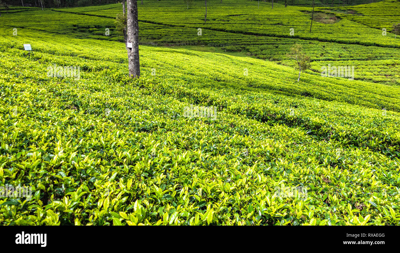 Famous green tea plantation landscape view from Lipton's Seat, Haputale