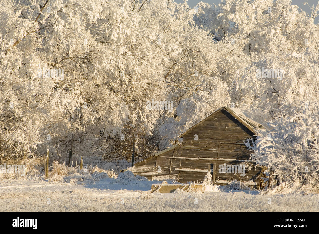 Old barn snuggled up to hoarfrost covered trees,  Saskatchewan,  Canada Stock Photo