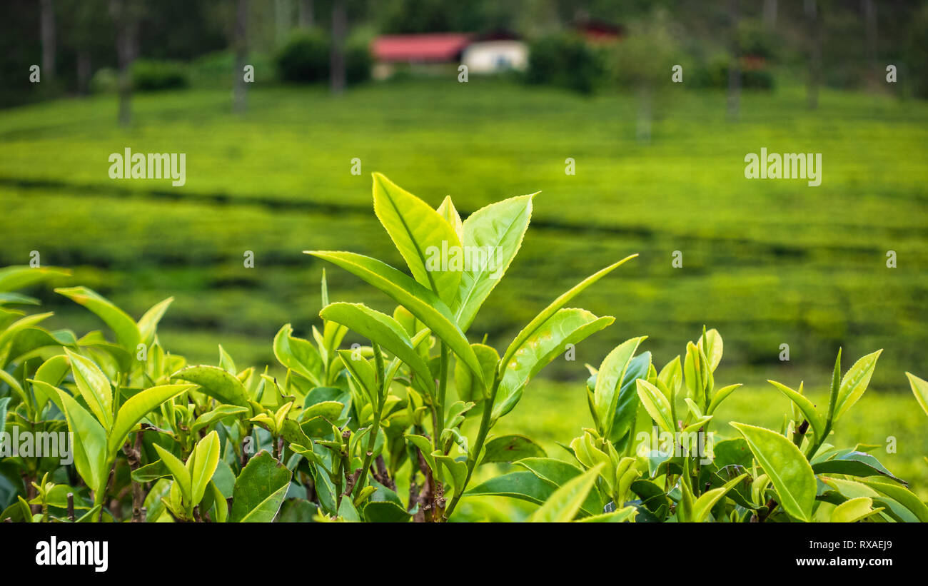 Famous green tea plantation landscape view from Lipton's Seat, Haputale