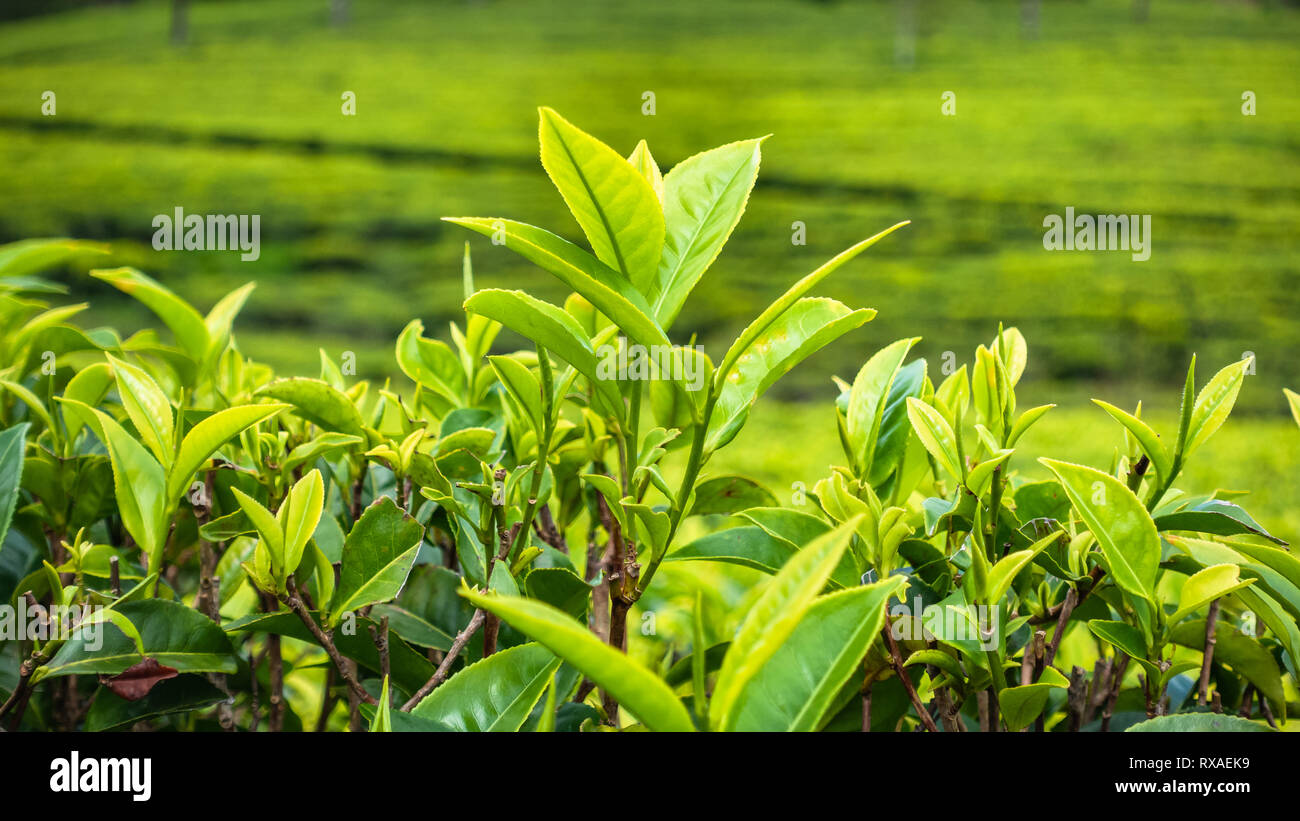 Famous green tea plantation landscape view from Lipton's Seat, Haputale
