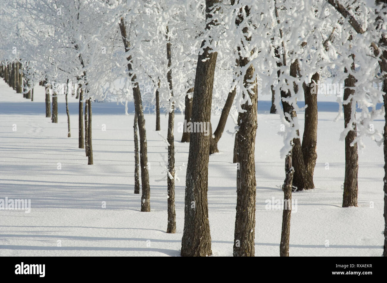 Winter hoarfrost and lines of trees, Warman, Saskatchewan, Canada Stock Photo