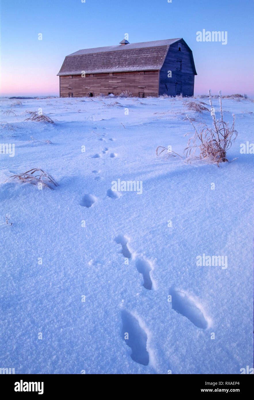 Barn and rabbit tracks in snow, near Saskatoon, Saskatchewan, Canada Stock Photo