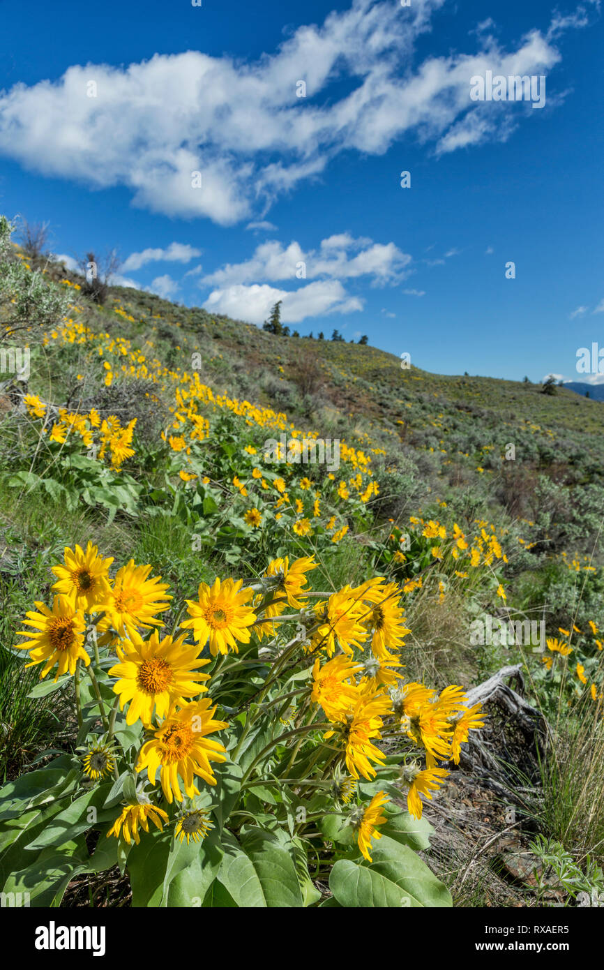 Arrowleaf Balsam Root flowers on hillside, Osoyoos, British Columbia Stock Photo