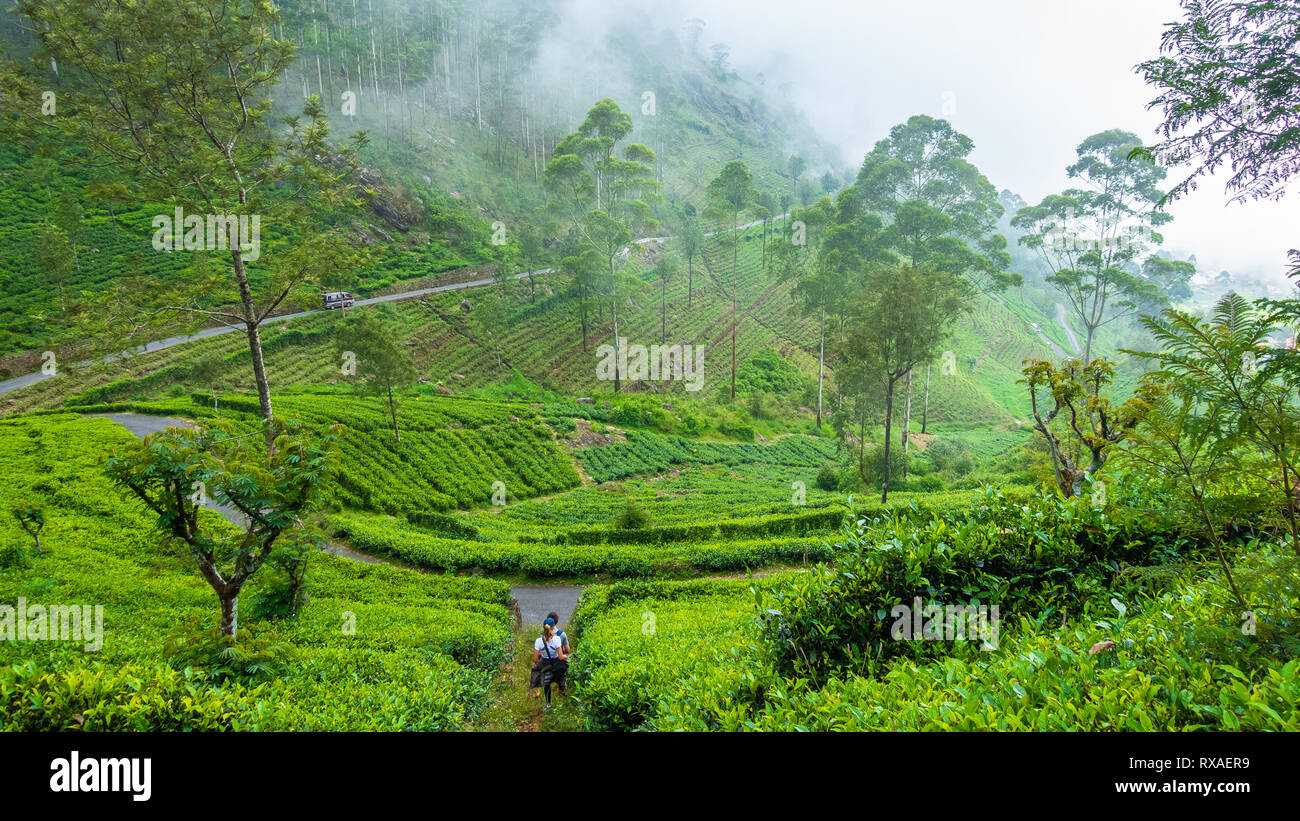 Famous green tea plantation landscape view from Lipton's Seat, Haputale