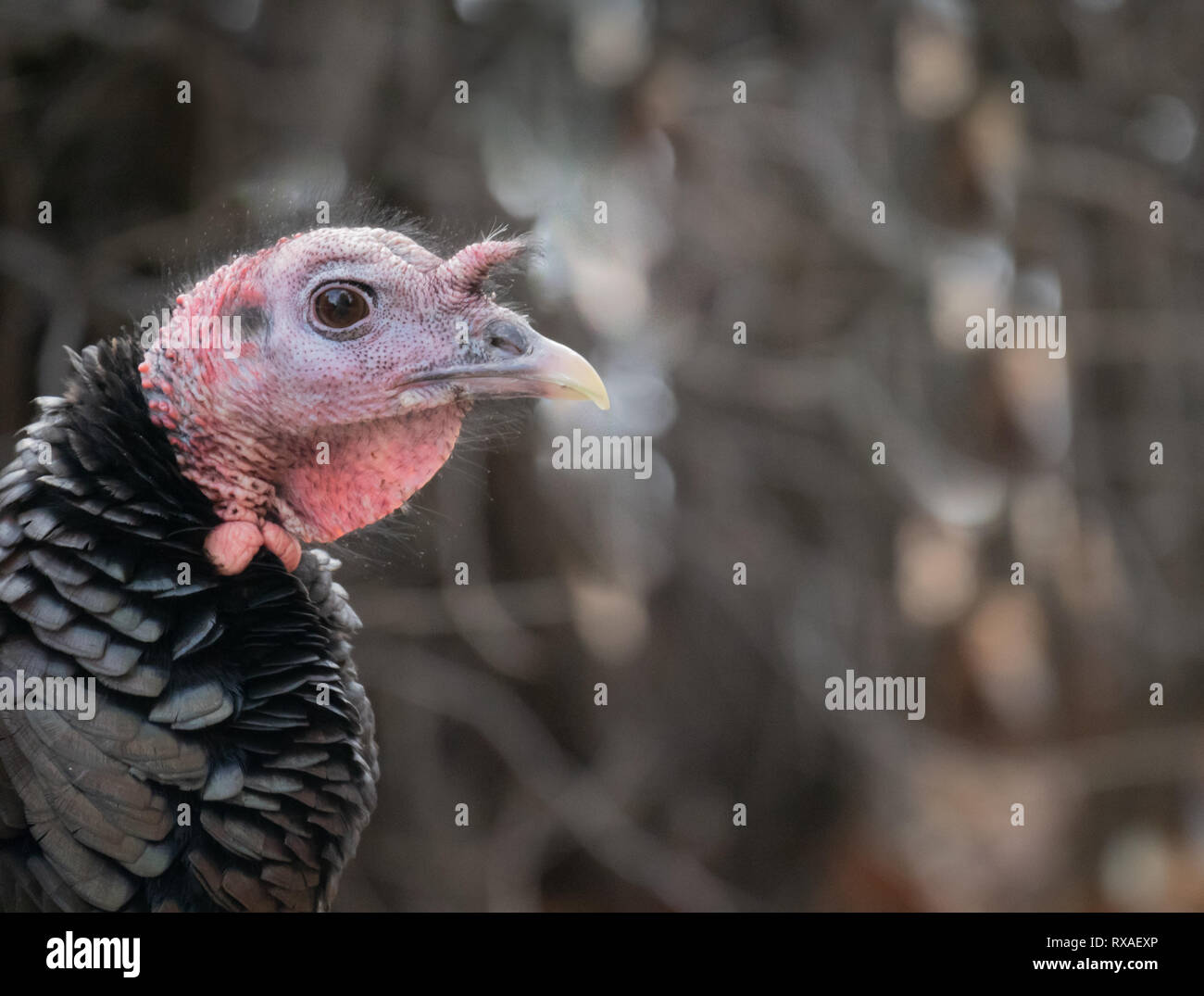 Close up of a wild turkey hen's head and neck with the head in profile. Photographed with shallow depth of field. Stock Photo