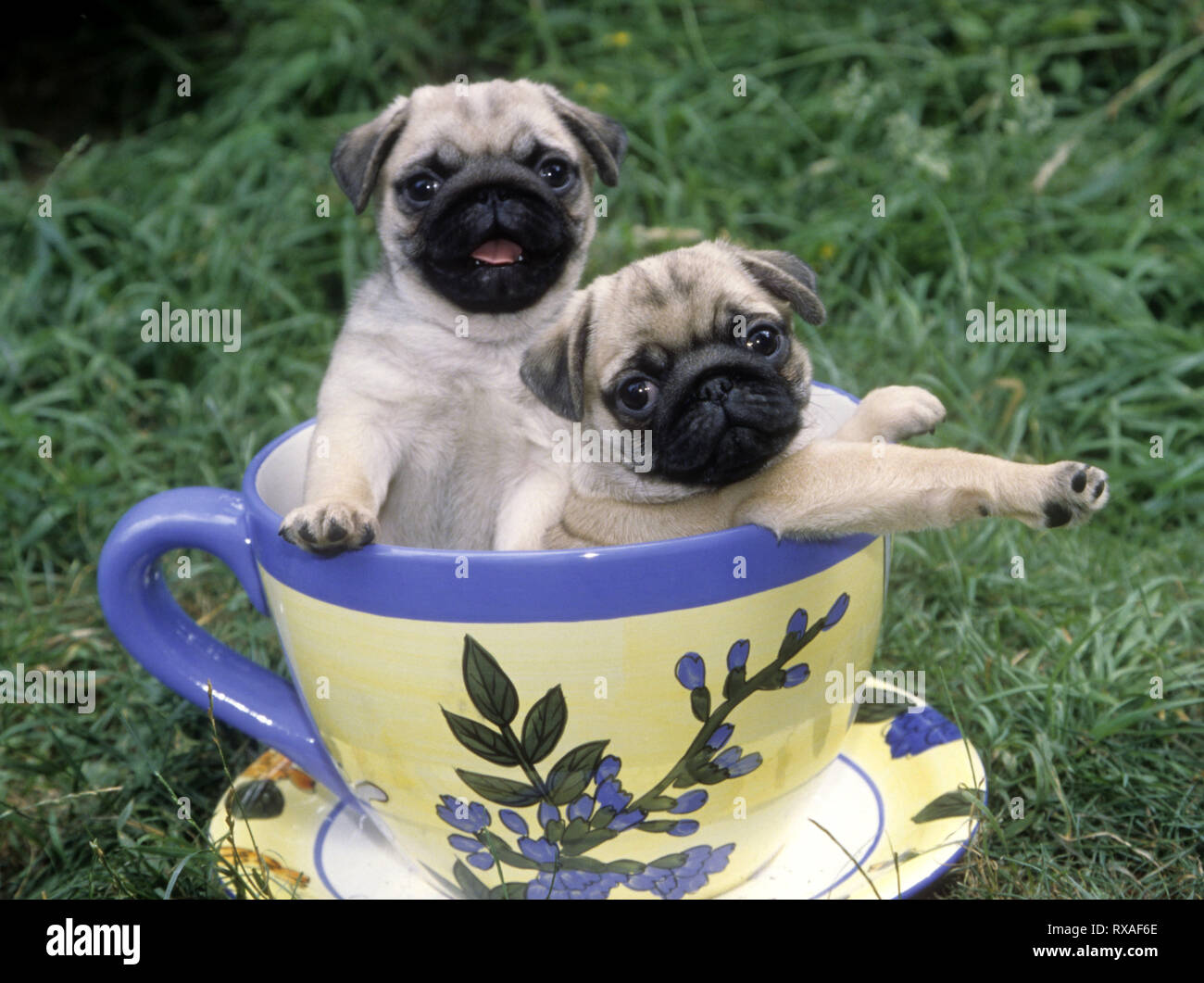 pugs in cups