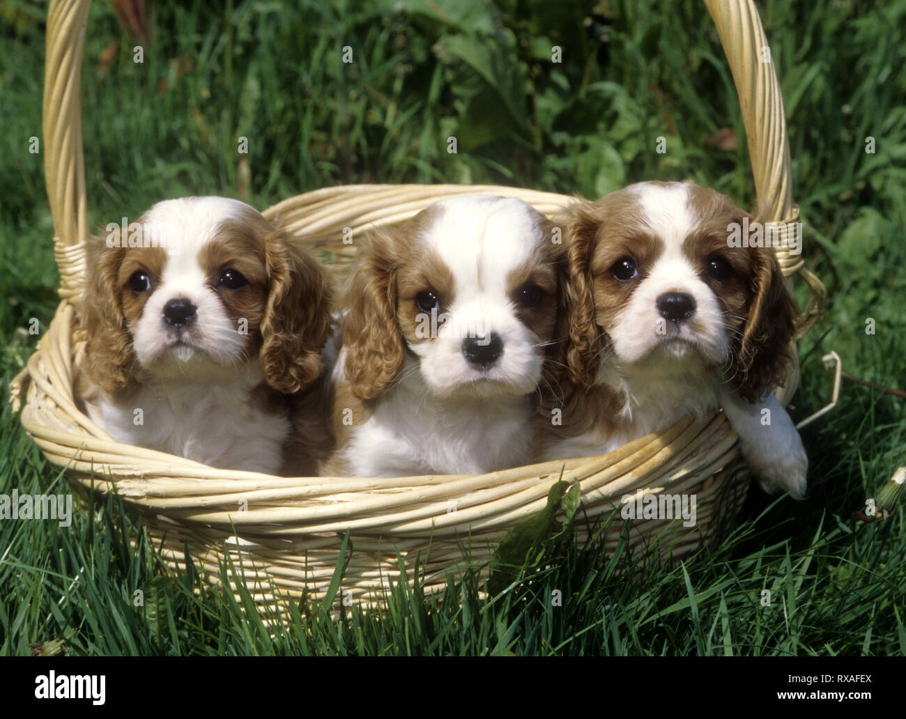 3 Cavalier King Charles Spaniel Puppies in a wicker basket. Stock Photo