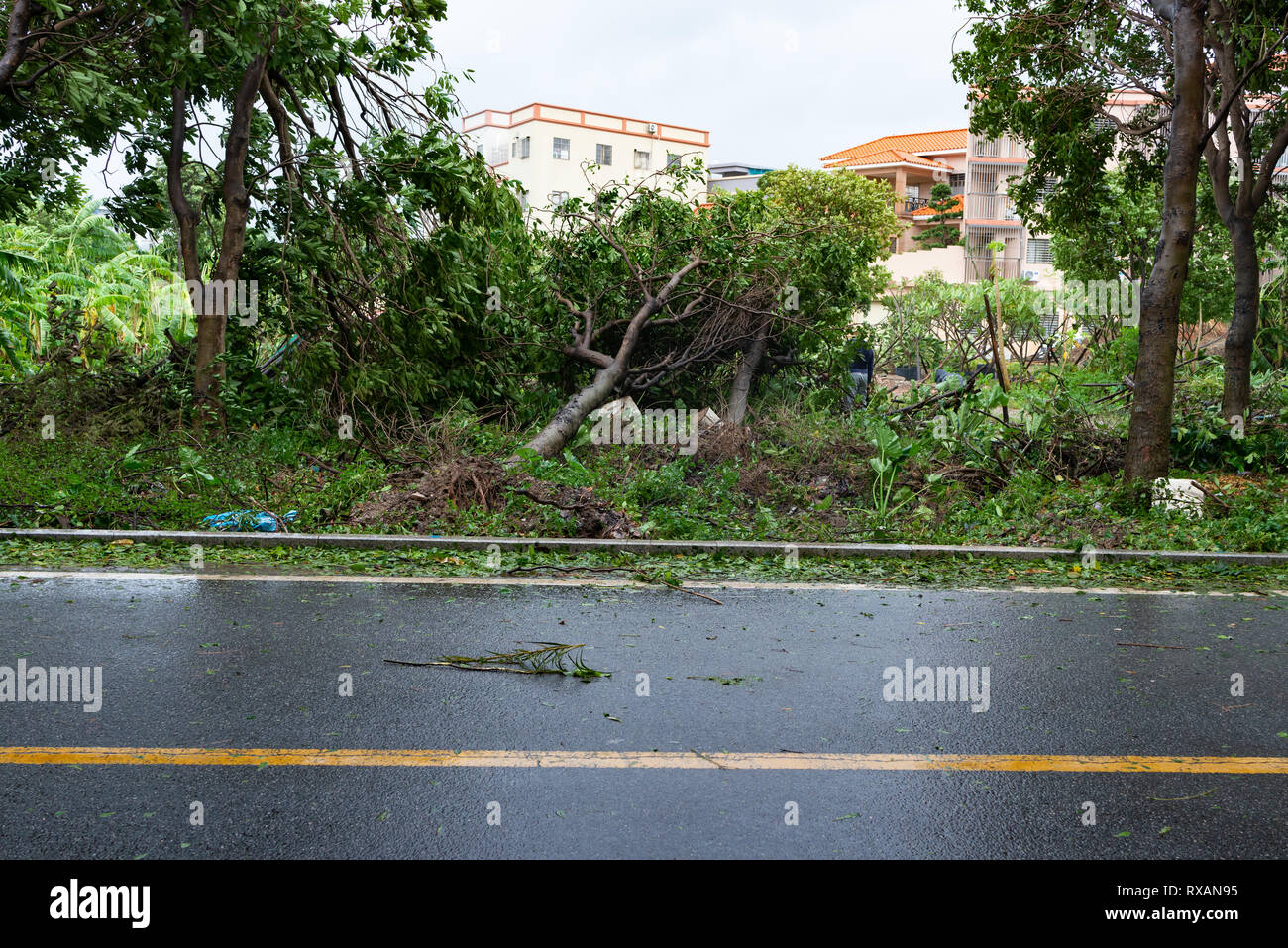 broken trees after a strong storm went through Stock Photo - Alamy