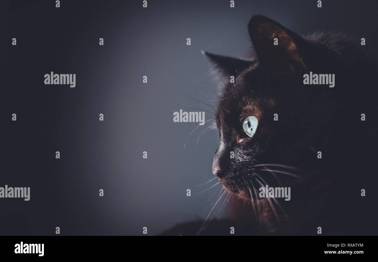 peeking cute black cat wallpaper background inspo