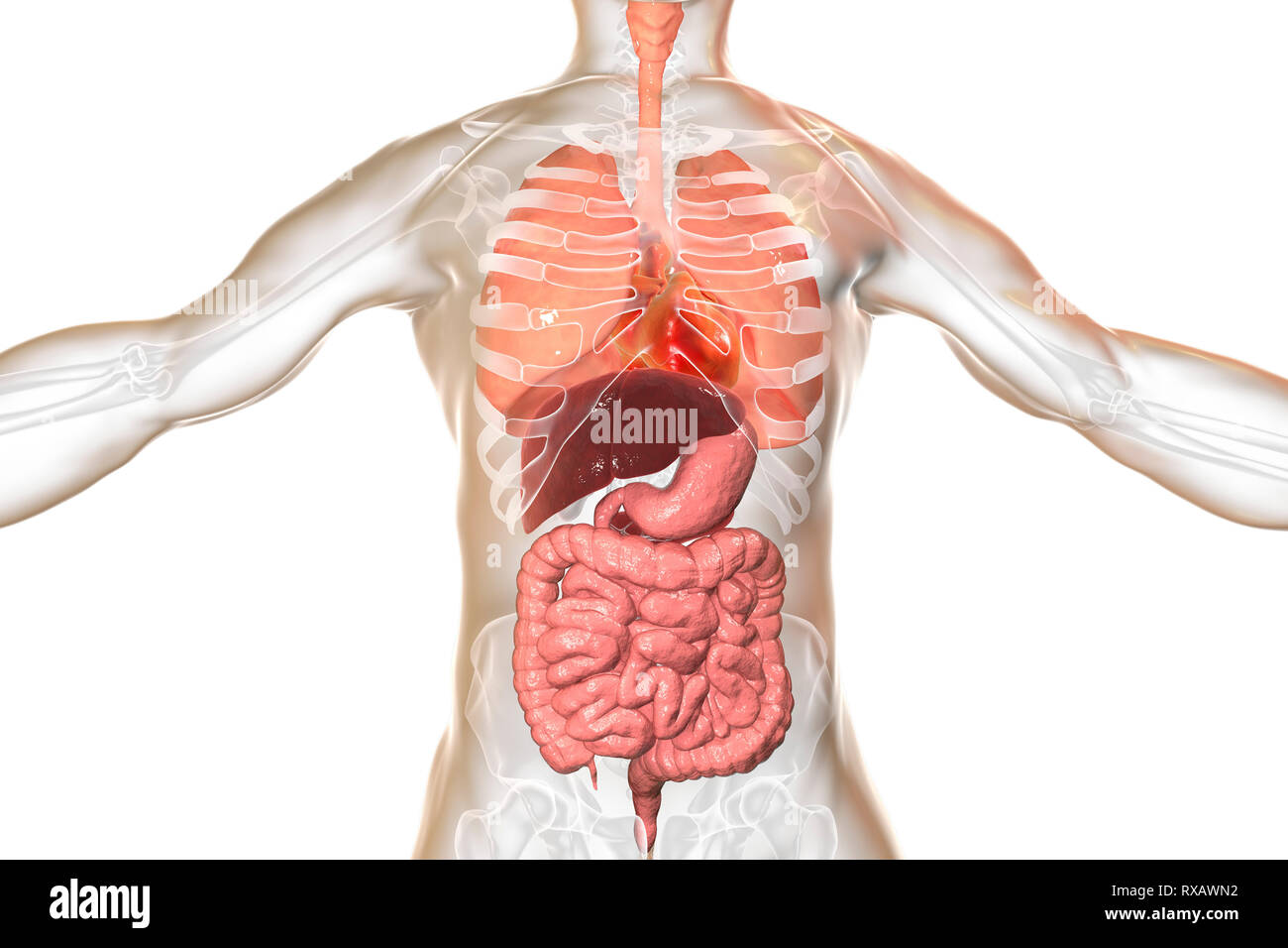 Illustration Of A Man S Internal Organs Stock Photo Alamy