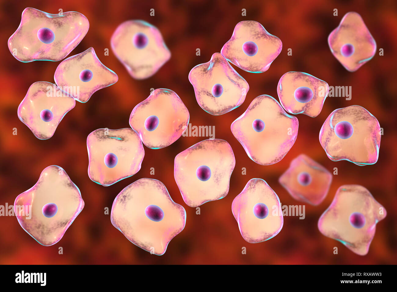 Squamous epithelium cells, illustration Stock Photo