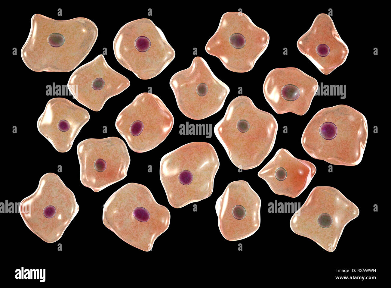 Squamous epithelium cells, illustration Stock Photo