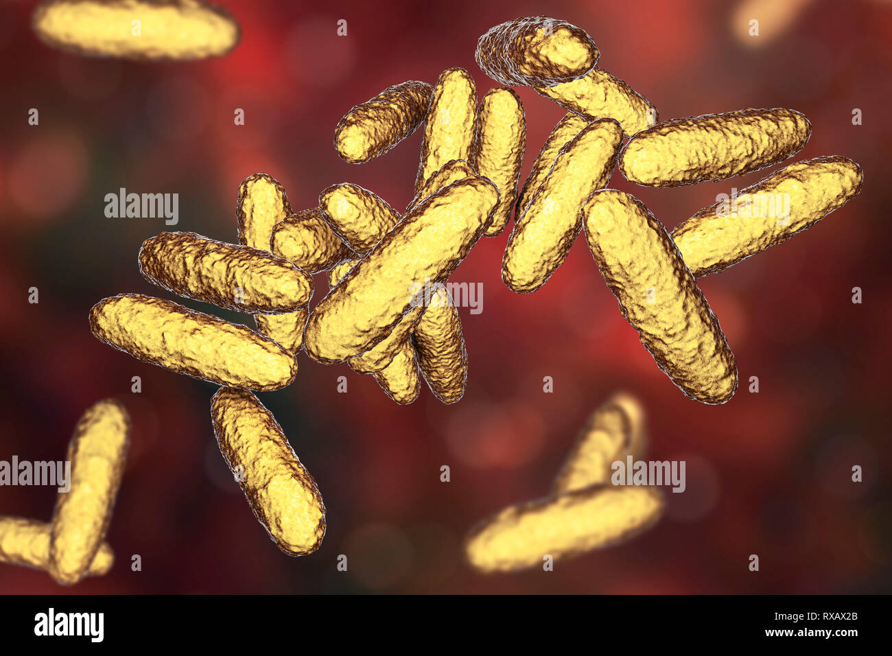 Bacteria of donovanosis infection, illustration Stock Photo