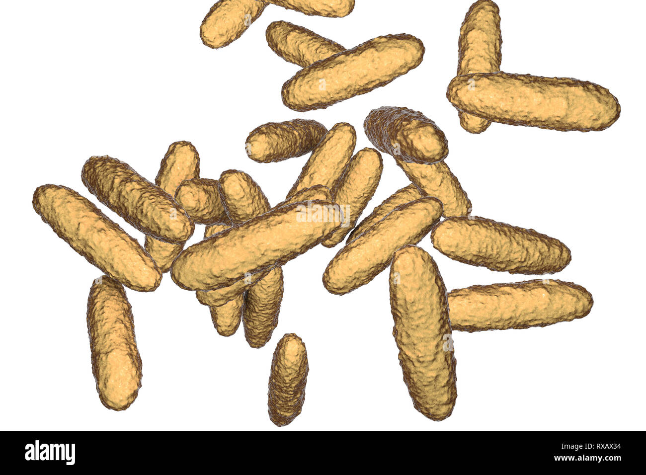 Bacteria of donovanosis infection, illustration Stock Photo