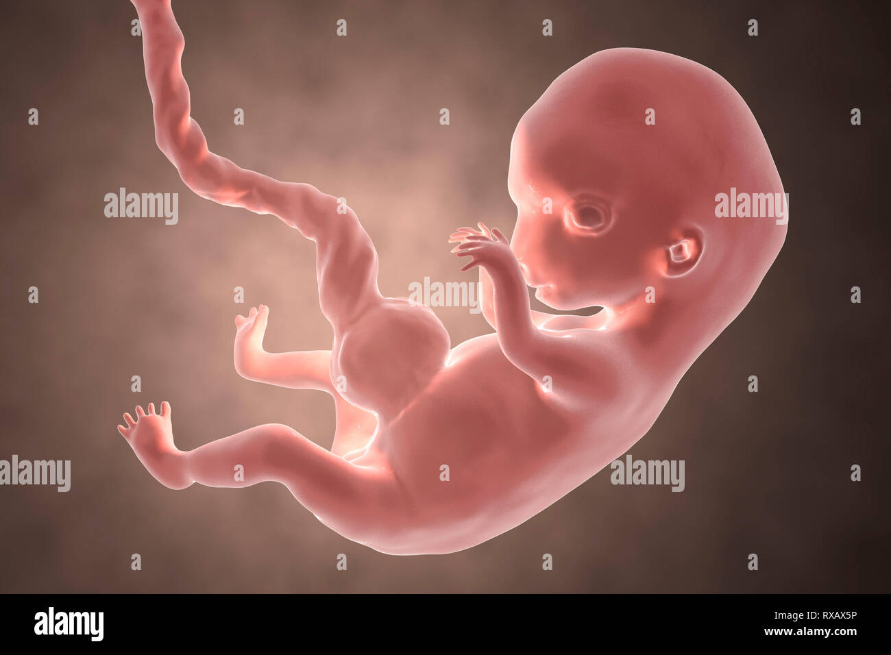 Human embryo, 8 weeks, illustration Stock Photo - Alamy Human embryo, 8 weeks, illustration Stock Photo - Alamy