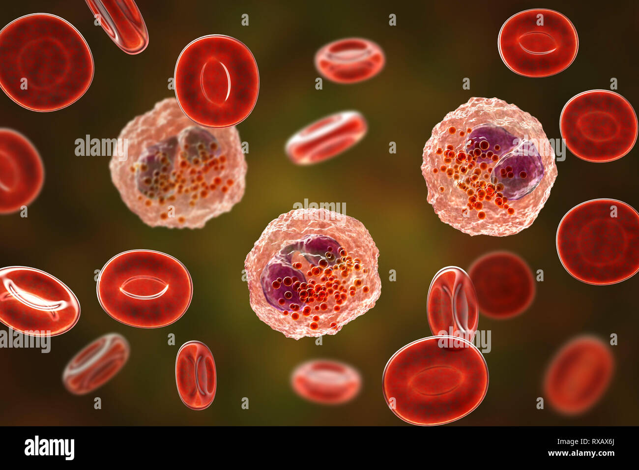 Blood smear with numerous eosinophils, illustration Stock Photo