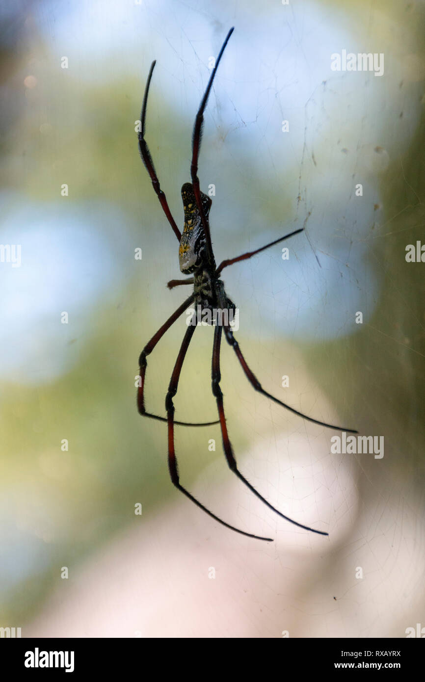 A close up side view of a large black orb spider with white markings on its  web high in the tree tops Stock Photo - Alamy