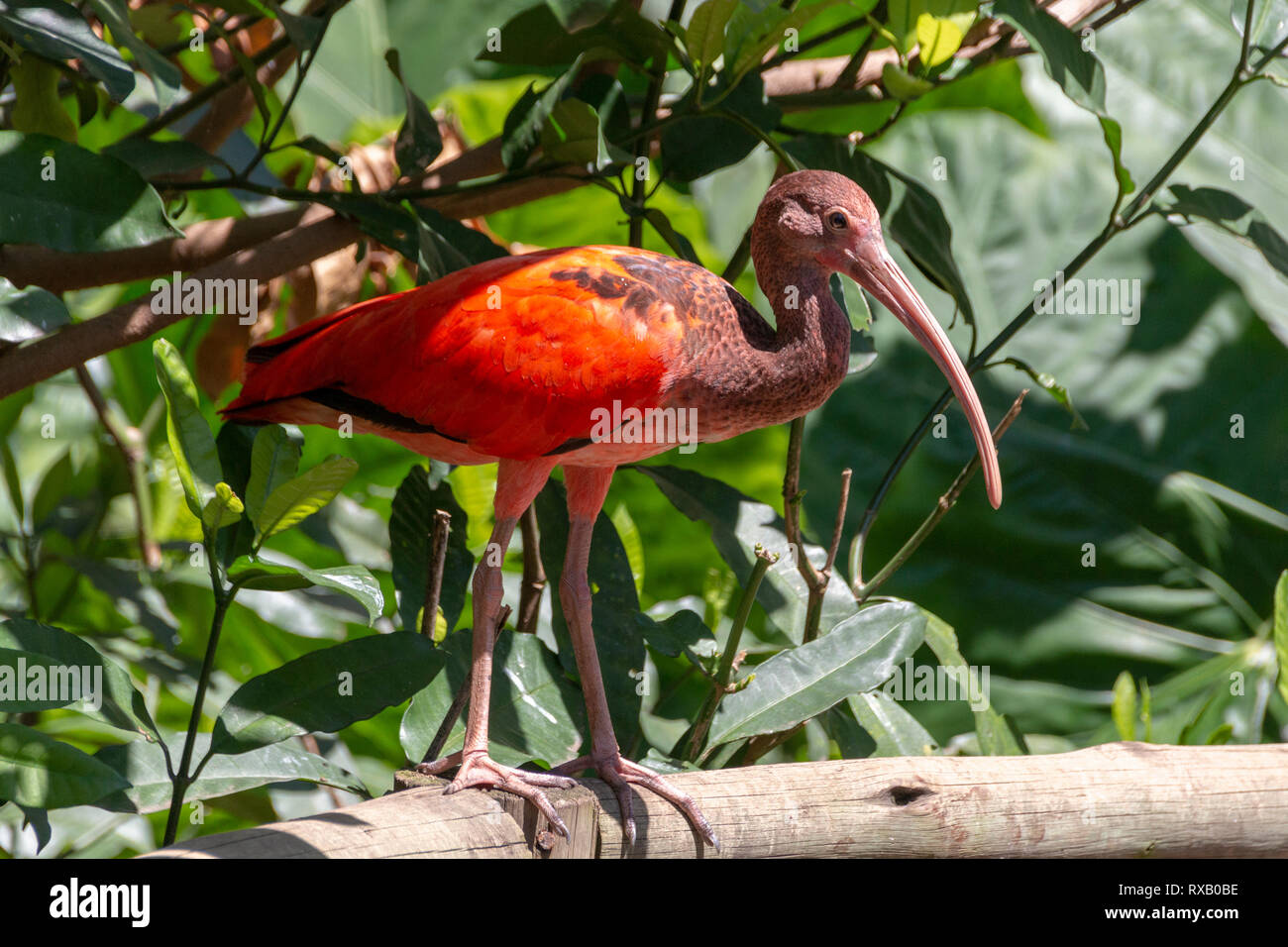 A close up view of a red ibis bird purched on a wooden railing in ...