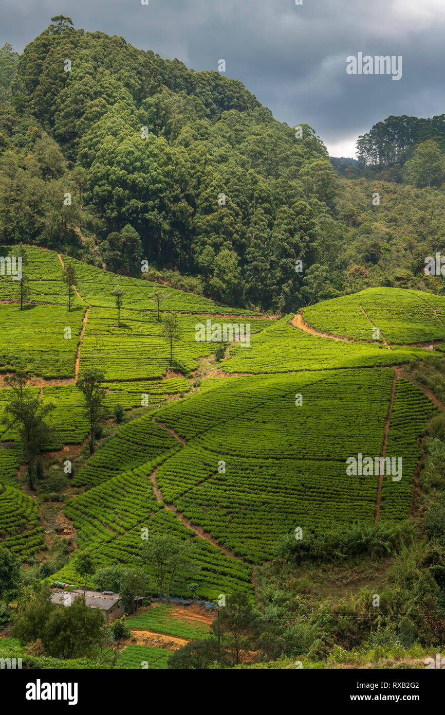 The sun lights up one of the vast slopes on which tea bushes are grown in neat rows on a Tea Estate in Nuwara Eliya, Sri Lanka. Stock Photo