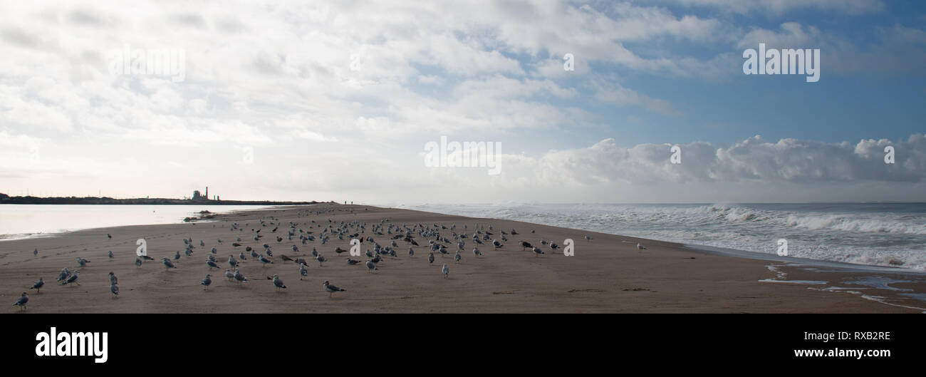 Seagulls and sea foam from from rising wave tide overflow into Santa Clara river at Surfers Knoll beach in Ventura California United States Stock Photo
