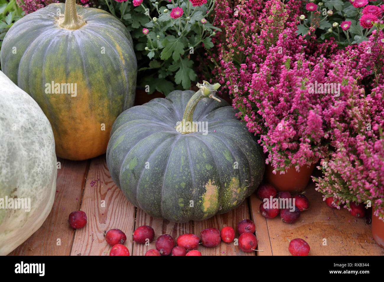 High angle view of pumpkins with flowers on wooden table in backyard Stock Photo