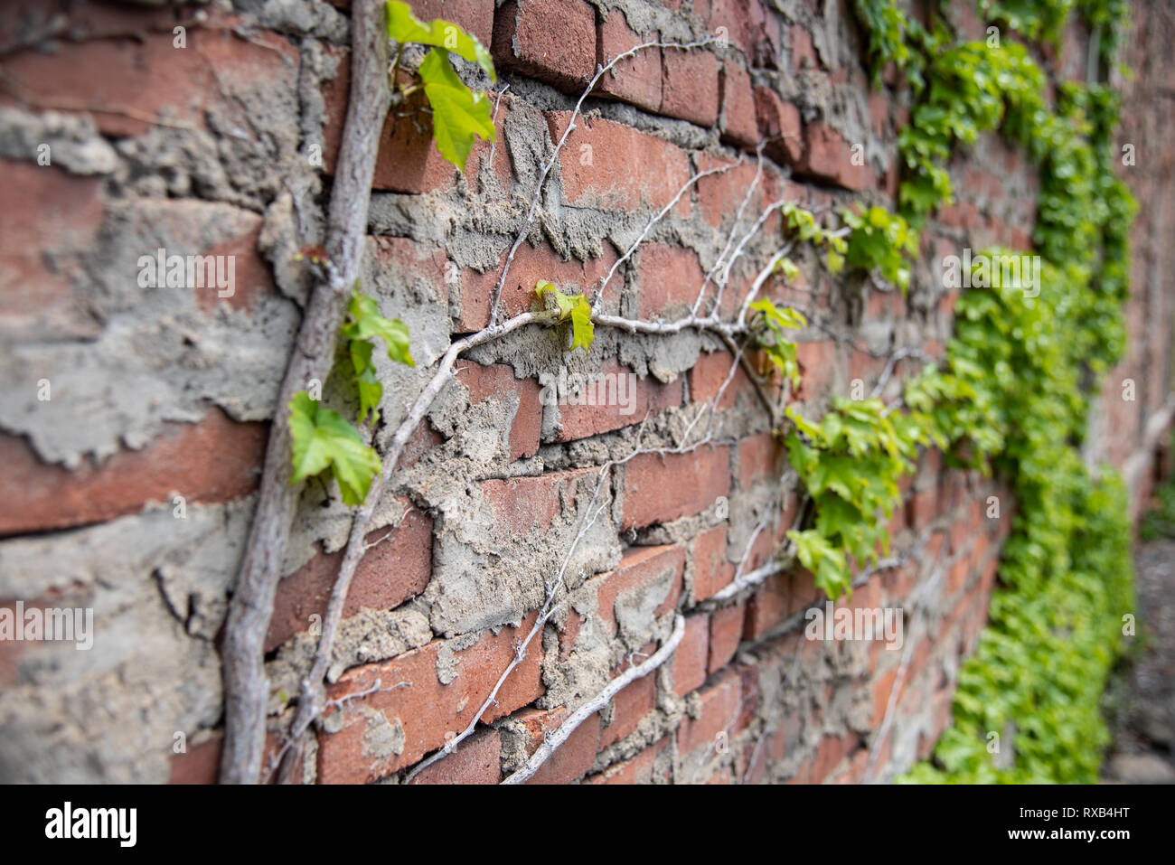 Brick wall with vines growing Stock Photo Alamy