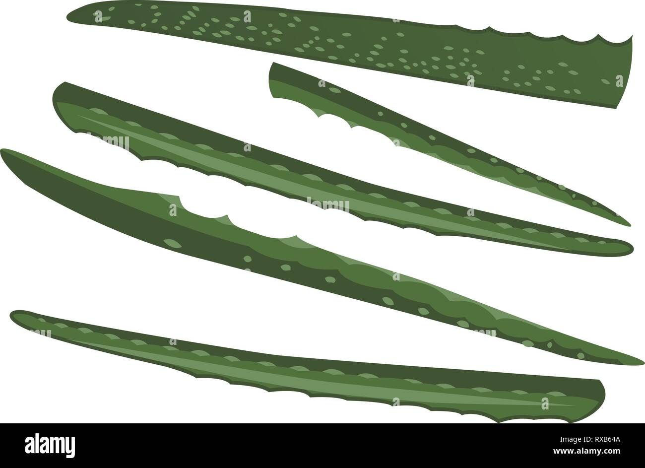 Aloe vera plant isolated on a white background vector illustration ...