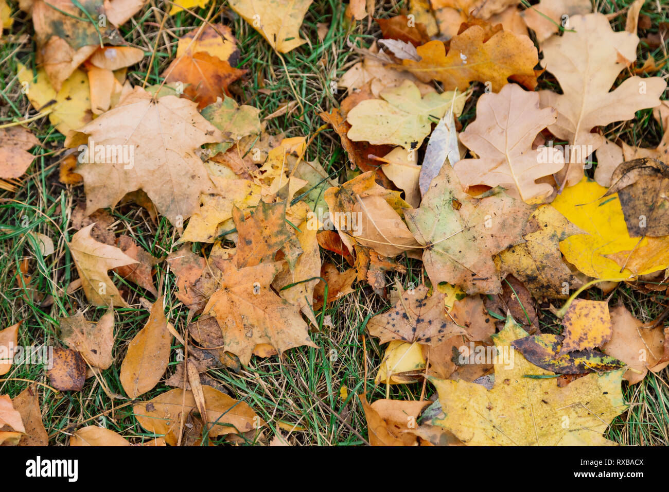Autumn. Multicolored maple leaves lie on the grass Stock Photo