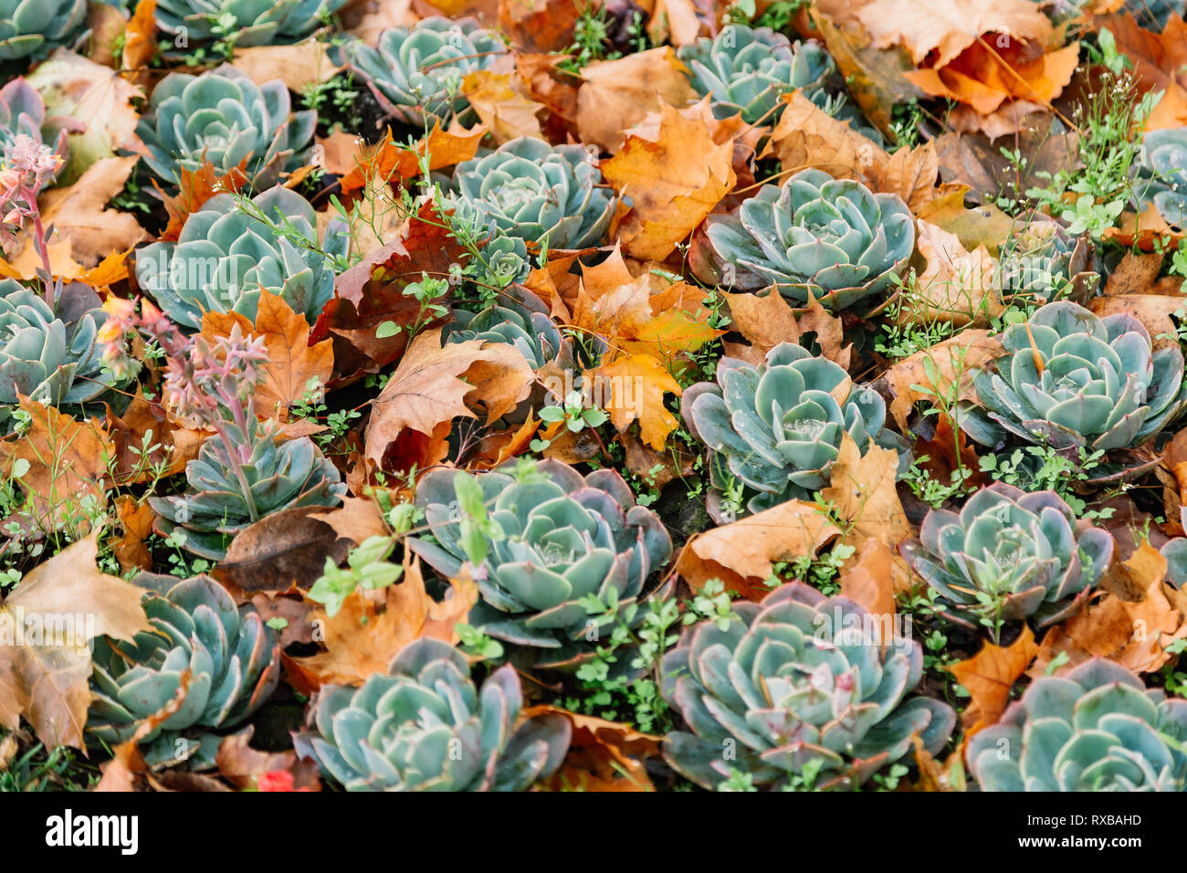 Autumn. Multicolored maple leaves lie on the grass Stock Photo