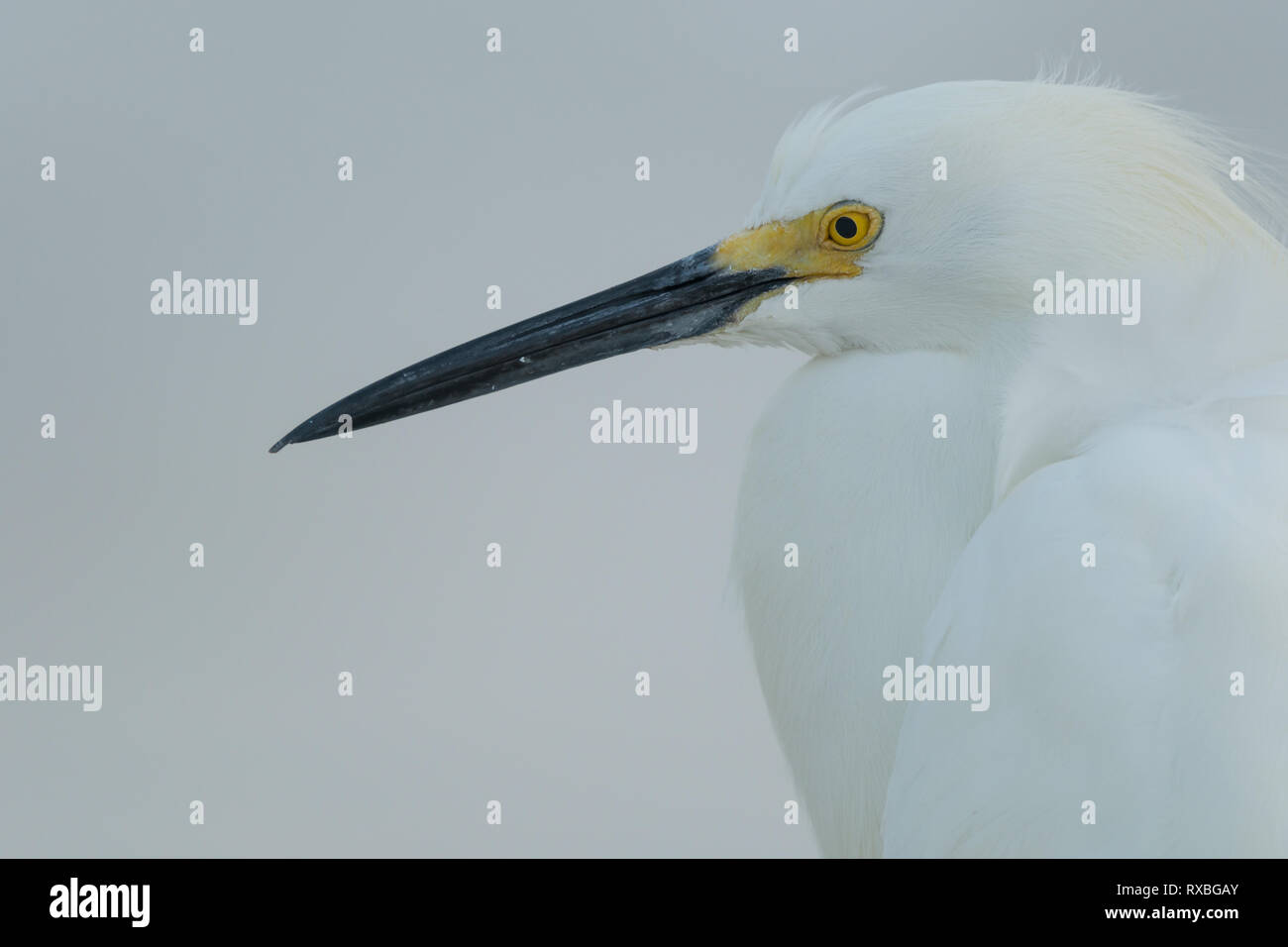 Portrait of Snowy Egret (Egretta thula) in breeding plumage - Fort de Soto, Florida Stock Photo