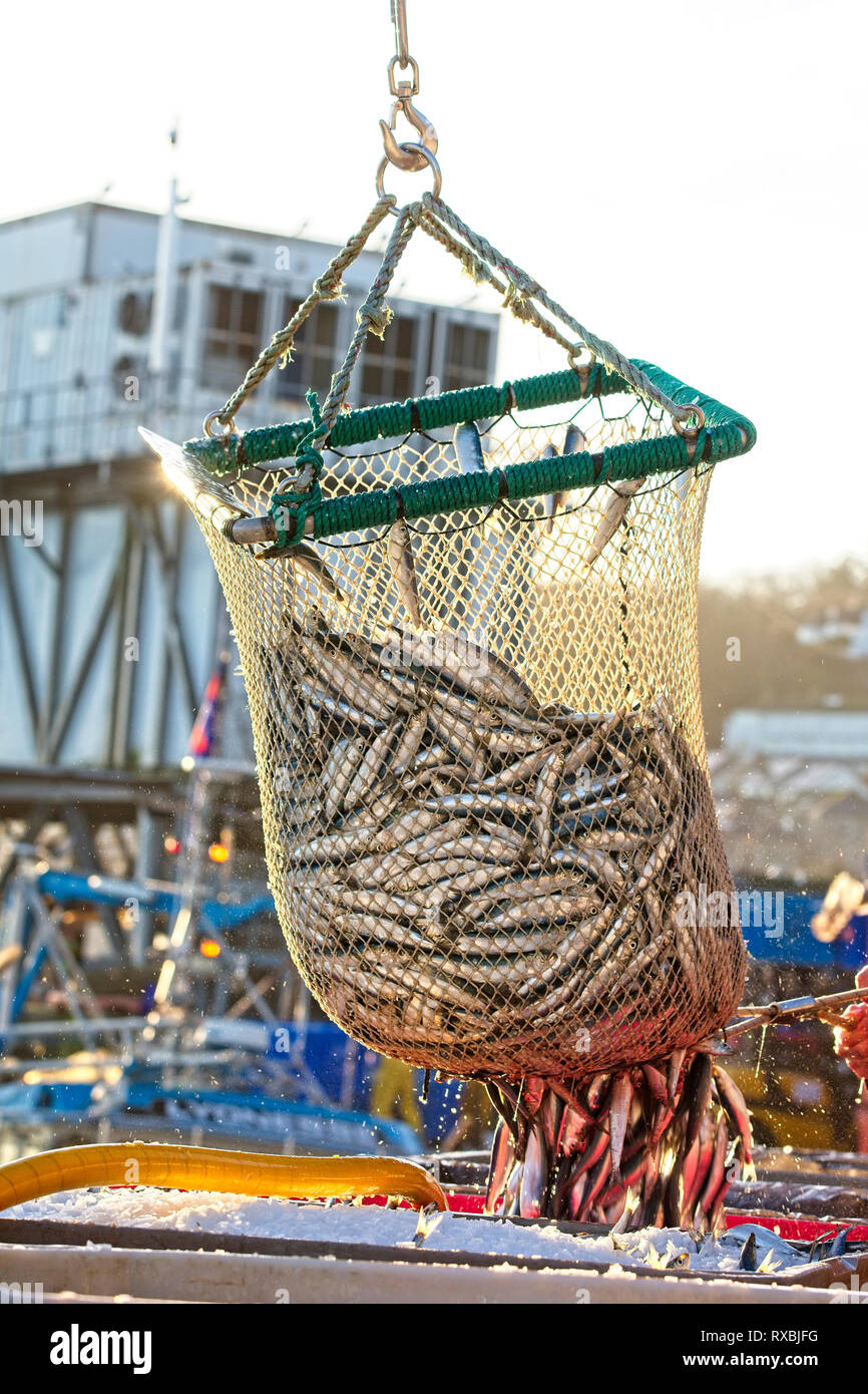Unloading the catch, Newlyn Harbour, Cornwall, England, UK. Stock Photo