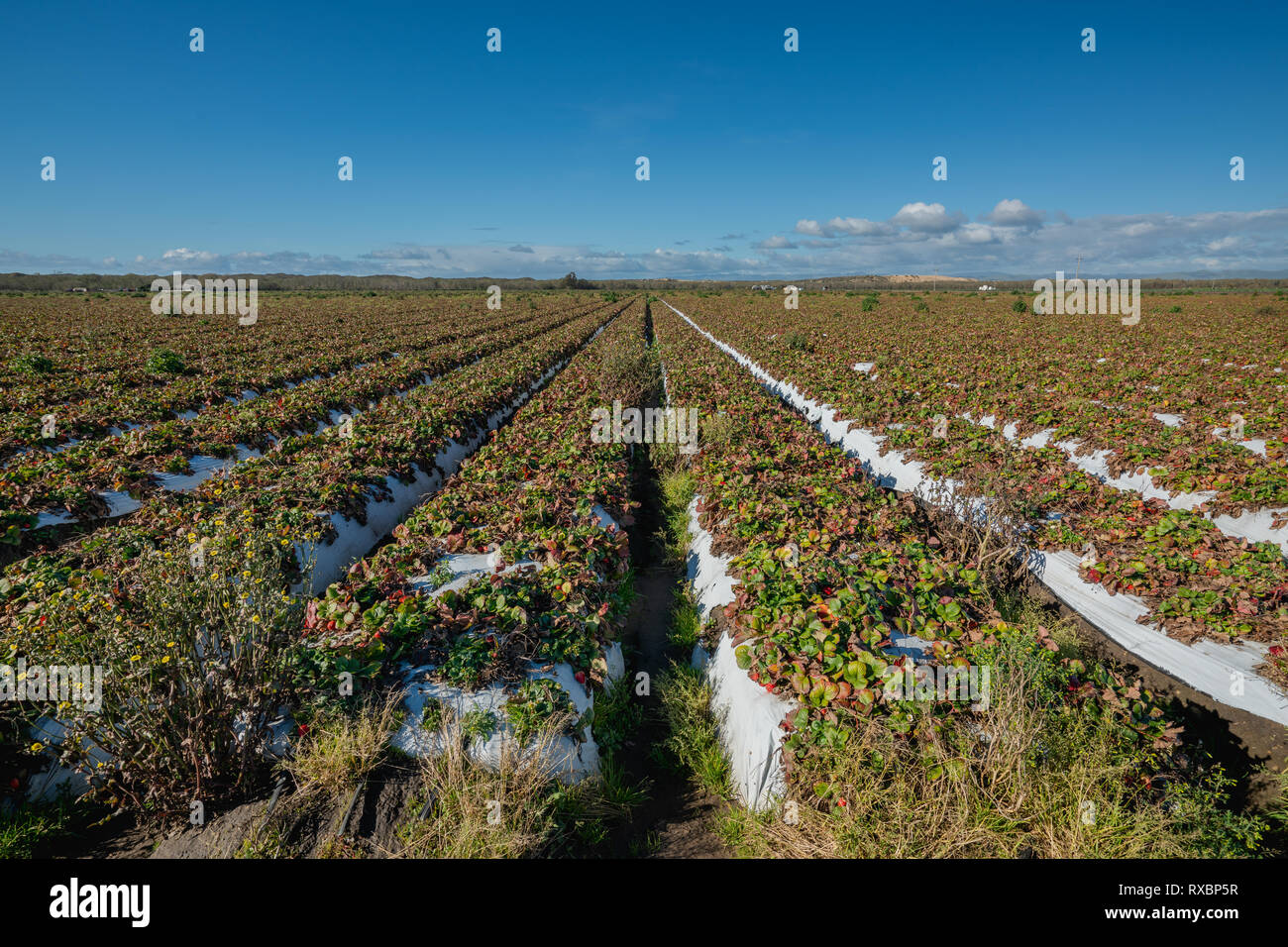 Strawberry Field Harvest Season In California Stock Photo Alamy,White Chocolate Dipped Oreos