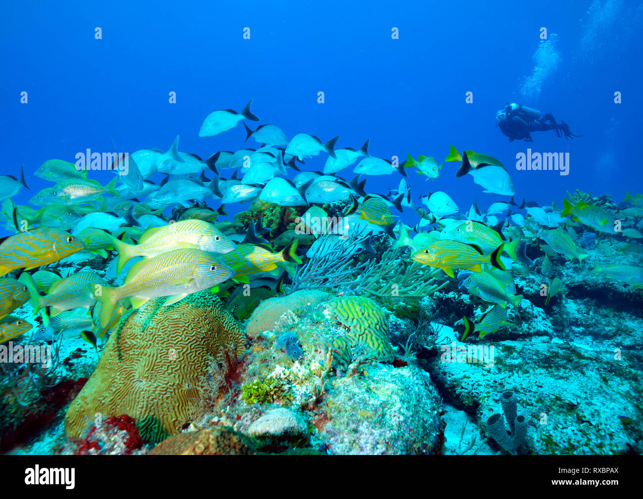 Palancar reef – cozumel, mexico hi-res stock photography and images - Alamy