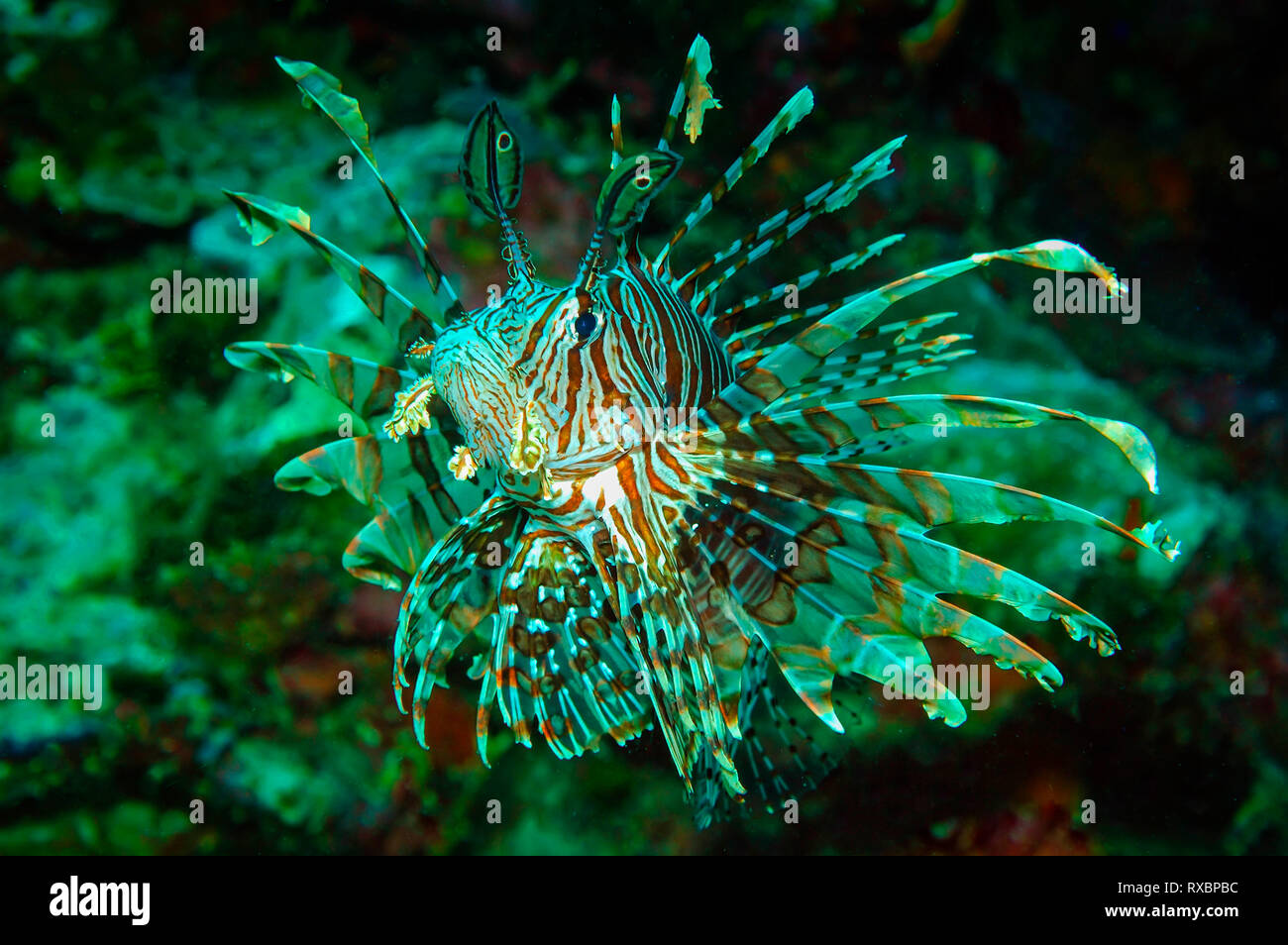 Close-up of Red Lionfish, Pterois Volitans in a coral reef off Sombrero Island, Anilao, Philippines Stock Photo