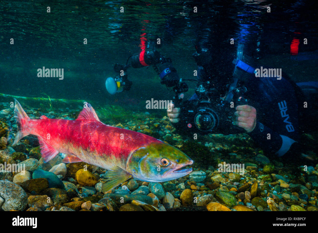 Female Sockeye salmon, Oncorhynchus nerka, with underwater photographer, Adams River, Tsútswecw Provincial Park, British Columbia, Canada Stock Photo