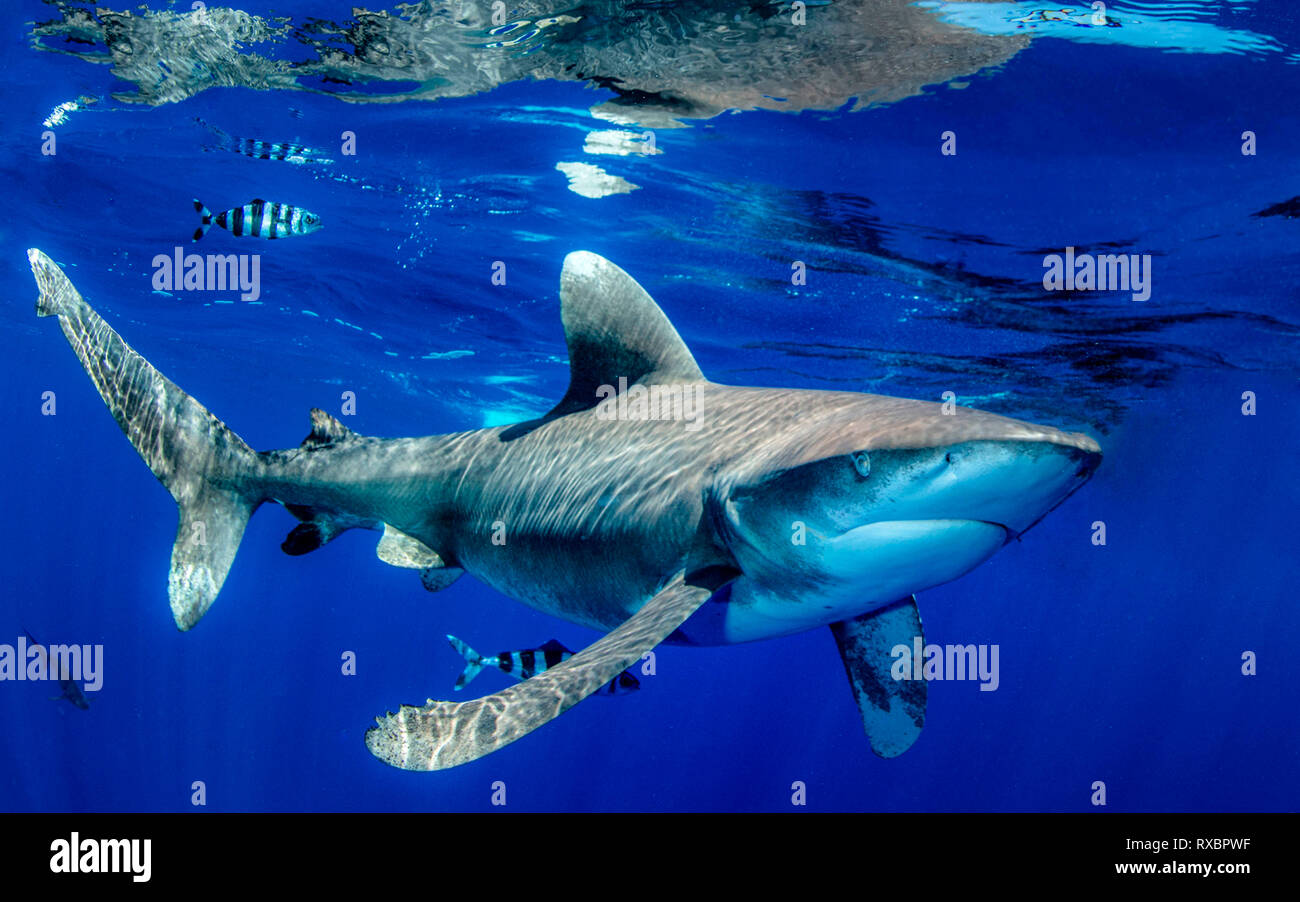 Oceanic whitetip shark, Carcharhinus longimanus, approximatley 7 miles offshore, Cat Island, Caribbean, Bahamas, Critically Endangered in the Northwest and Western Central Atlantic Ocean Stock Photo