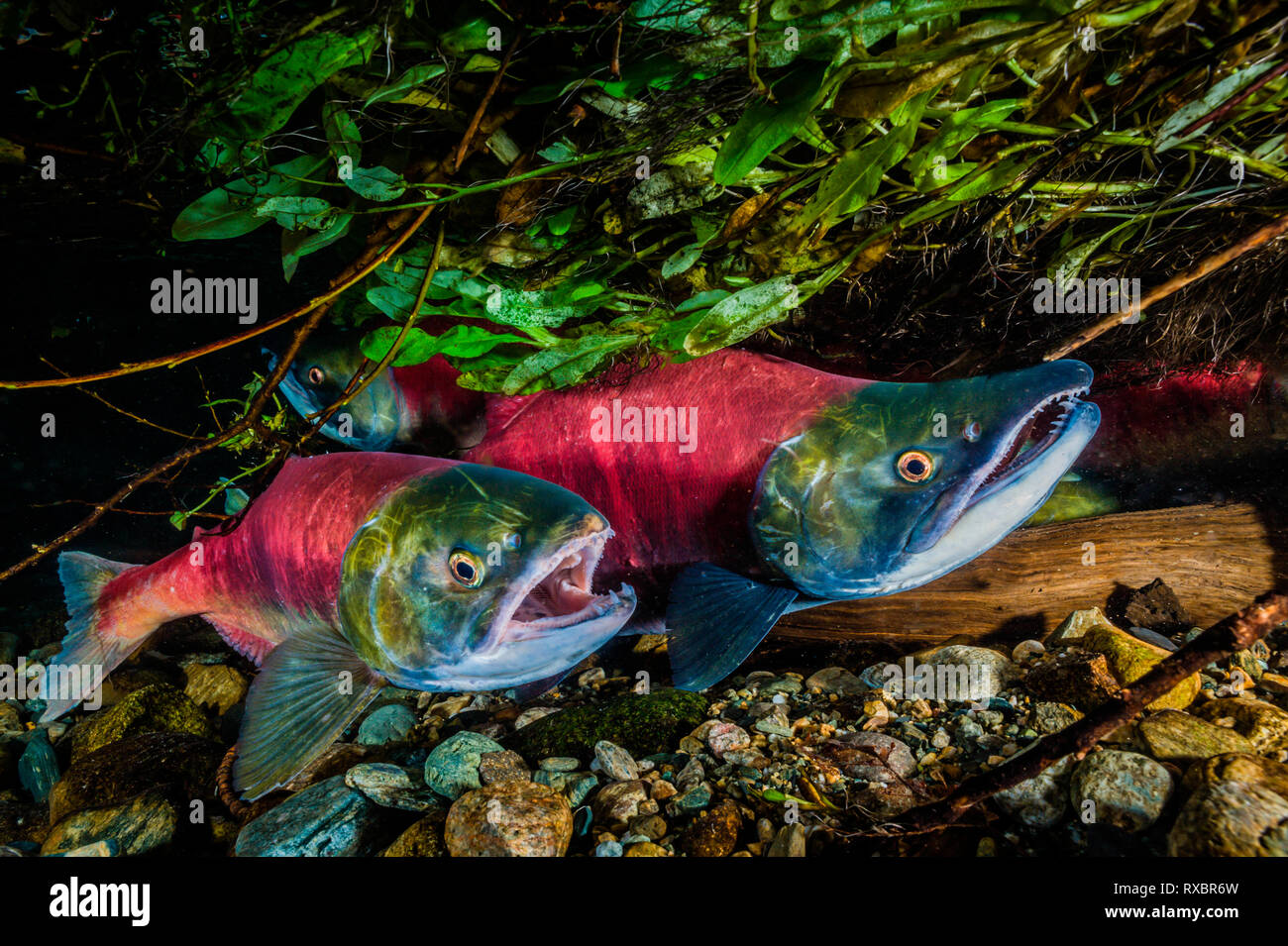 Male Sockeye . A male spawning sockeye salmon on a rocky beach. Male sockeye  develop a pronounced hump and hook-like nose in the lead up to spawning  Stock Photo - Alamy